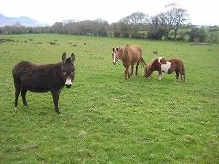 Kylie Farmhouse